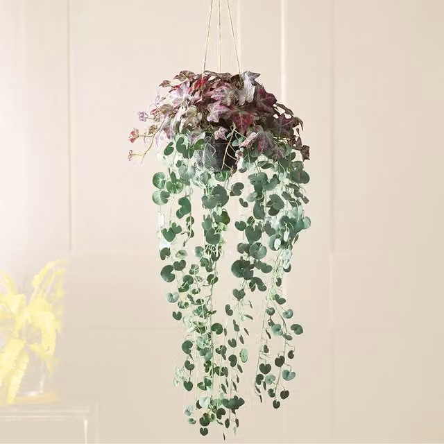 Bloom Artificial Hanging Basket with Purple Tradescantia Zebrina and String of Hearts Houseplants in Green