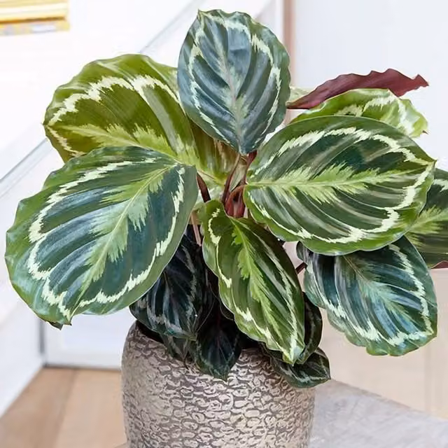 Primrose Calathea Medaillon Goeppertia Veitchiana Green Indoor House Plant in 14cm Pot