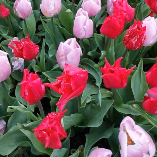 Thompson & Morgan Tulip Prince Mix Early Flowering Bulbs in Lilac and Ruby, 16 Bulbs – 2