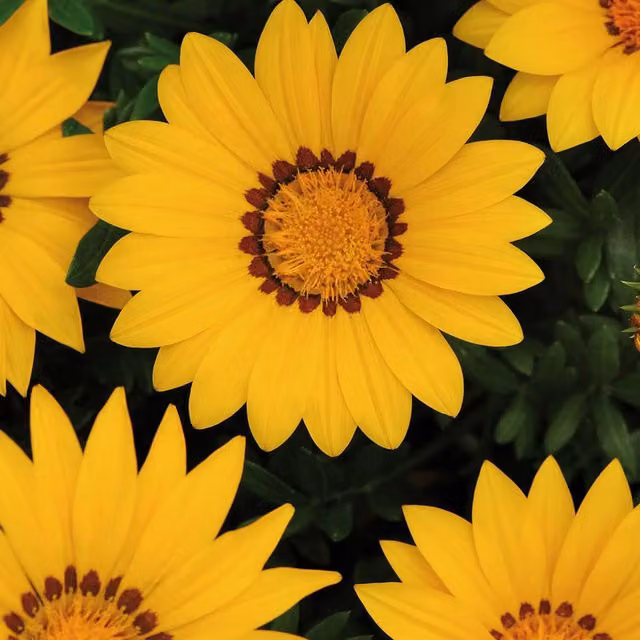Plants by Post Yellow Gazania Bedding Plants, Pack of 12
