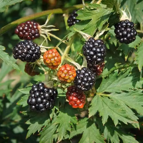 Thompson and Morgan Thornless Evergreen Blackberry Rubus fruticosus Bush, 2L Pot – 1