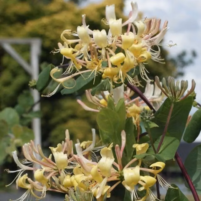 Plants By Post Lonicera etrusca Superba Pink Climbing Ornamental Garden Plant