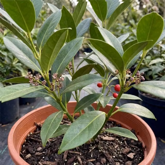 Plants by Post Aucuba Rozannie Japanese Laurel Ornamental Shrub with Dark Green Foliage and Bright Red Berries, 3L Pot