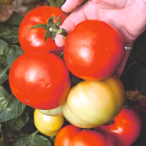 Thompson & Morgan Tomato Big League F1 Vegetable Seeds, 10 Seeds per Packet – 1