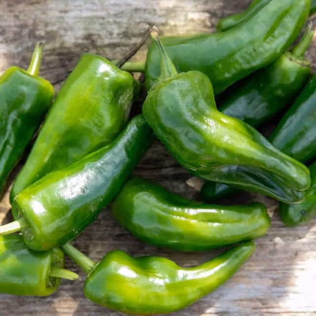 Marshalls Garden Padron Chilli Plant Capsicum annuum, Pack of 3