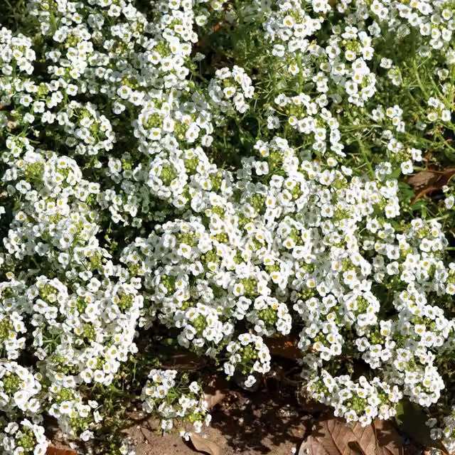 Unwins Alyssum Carpet of Snow Flower Seeds, Green and White