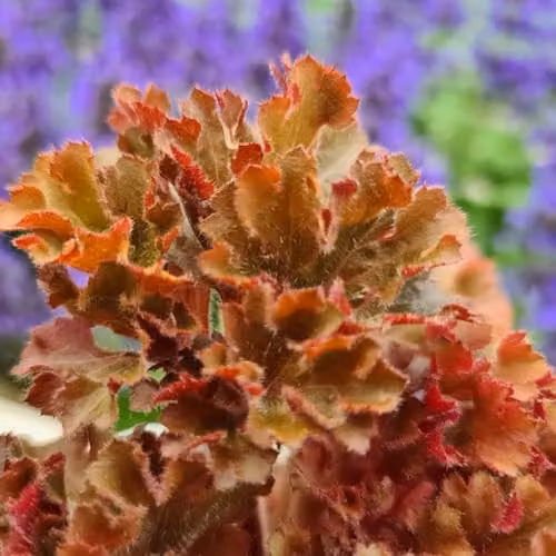 Thompson & Morgan Heuchera Frilly Potted Perennial Plant with Pink and Brown Foliage, 9cm Pot