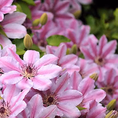 Thompson & Morgan Hardy Perennial Clematis Nelly Moser Flowering Climber, Pink and Red, 1.7 Litre Potted Plant – 4