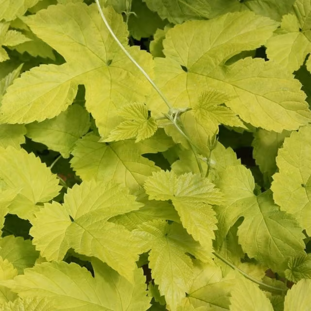 Plant Theory Humulus Lupulus Aureus Yellow Flowering Climbing Vine Plant, Green