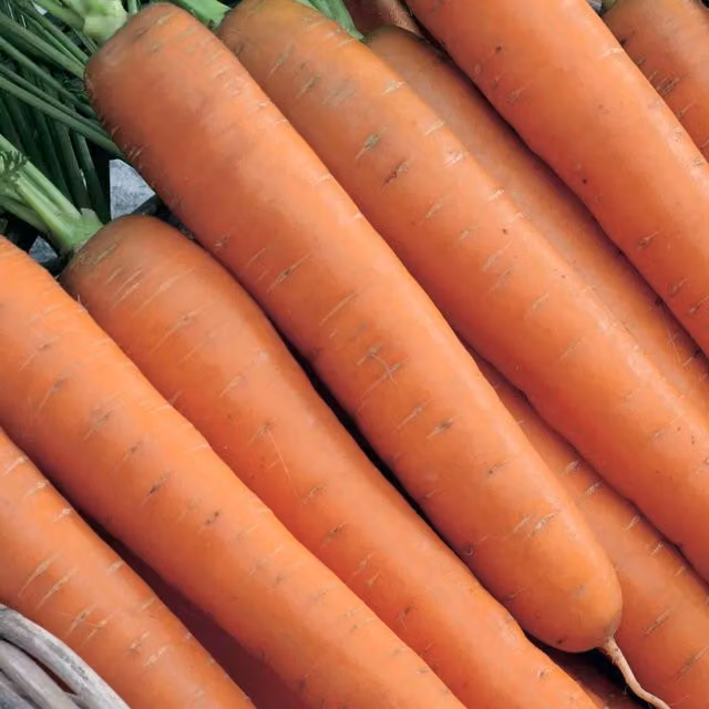 Unwins Flyaway Carrot Seeds, 300 Seeds, Orange