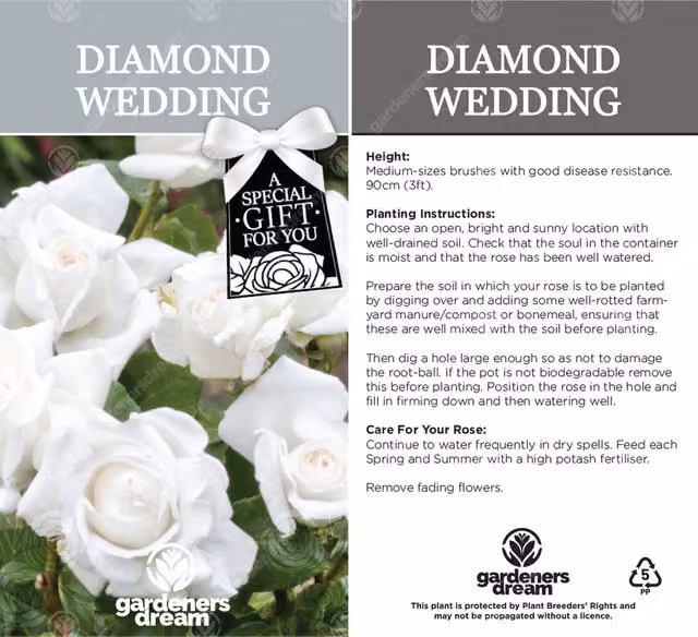 Gardeners Dream Diamond 60th Anniversary White Rose Bush Ornamental Shrub
