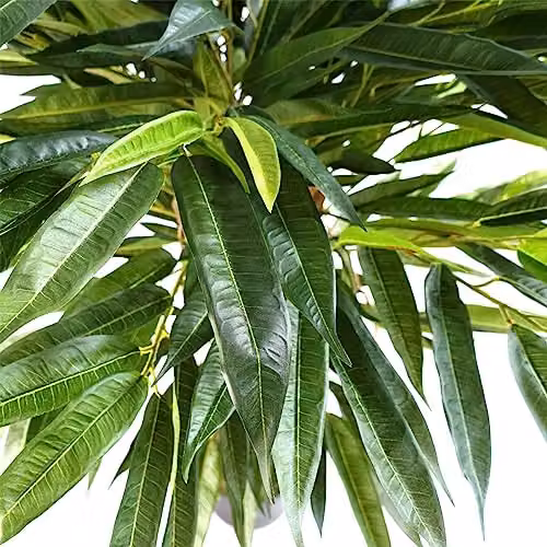 Leaf Design UK Artificial Mango Tree in Green – 2