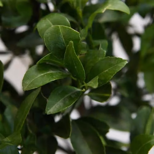 Thompson and Morgan Mandarin Citrus Fruit Tree with Glossy Green Foliage and Fragrant White Flowers, 1 x 5 Litre Pot