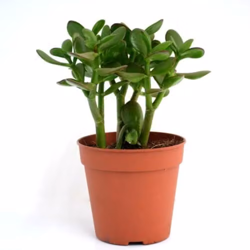 Thompson & Morgan Set of 3 Crassula Ovata Jade Plant Succulents with Green Leaves and Red-Brown Edging in 12cm Pots – 2