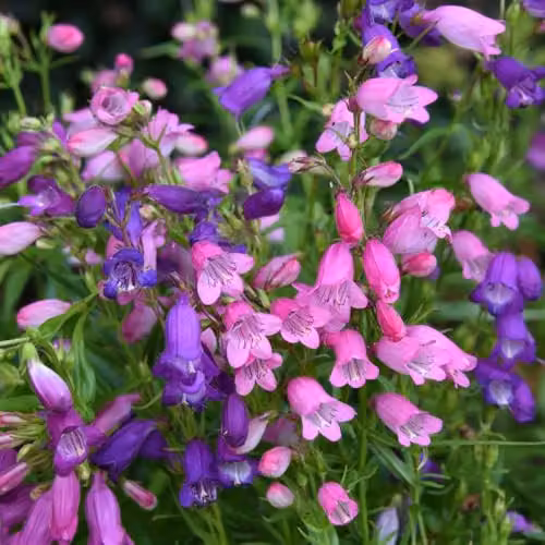 Thompson & Morgan Penstemon Miniature Bells Hardy Perennial Flower Seeds, Pink and Purple, 75 Seeds