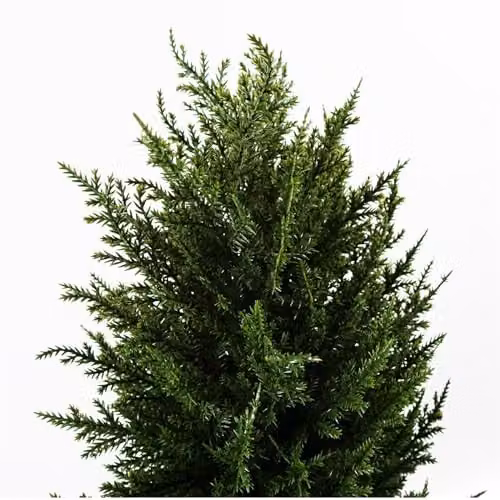 Leaf Design UK Green UV Protected Artificial Topiary Tree, H 120 cm x W 40 cm x D 40 cm – 3