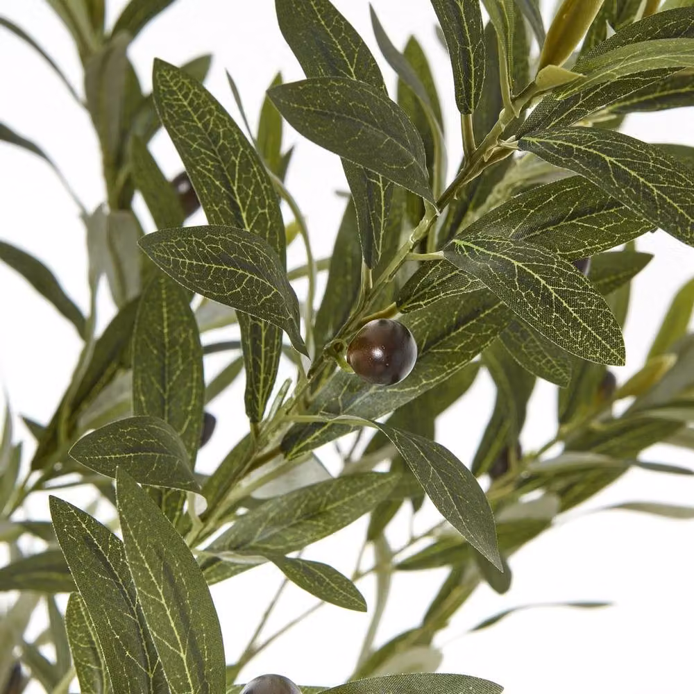 Lemon Pavilion Apulia Olive Tree in Green Pot, Height: 180 cm – 2