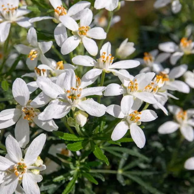 Marshalls Garden Choisya White Dazzler Mexican Orange Blossom Evergreen Scented Ornamental Shrub, White and Orange, 9cm Pot