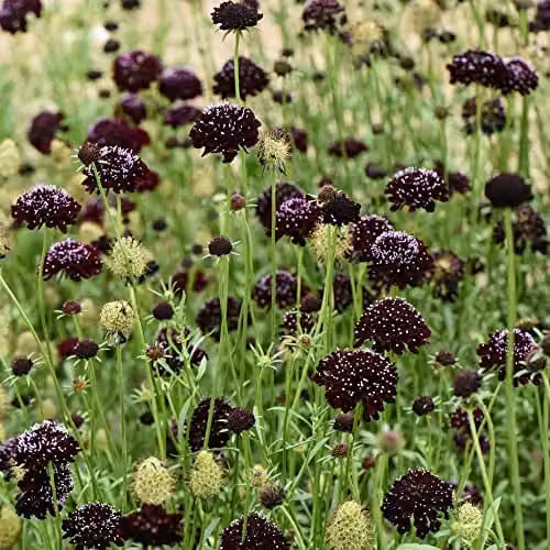 Thompson and Morgan Scabious Ace of Spades Scabiosa atropurpurea Seeds with Black Blooms, Approx. 25 Seeds