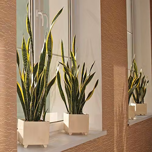 Thompson and Morgan Sansevieria Snake Plant Mother in Laws Tongue Indoor Evergreen House Plant, 1x 12cm Potted Plant – 3