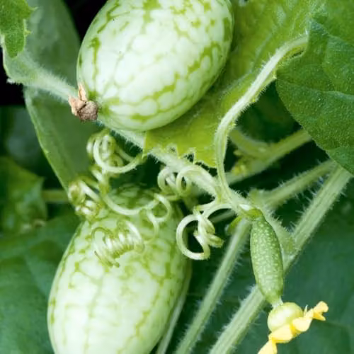 Thompson & Morgan Mr. Men Little Miss Cucamelon Melothria Vegetable Seeds, 15 Seeds per Packet
