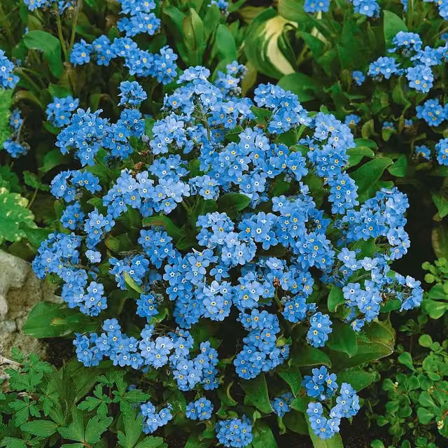 Unwins Forget Me Not Cloud Myosotis Blue Flower Seeds