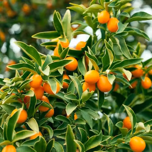 YouGarden Citrus Kumquat Fruit Tree with Edible Fruit and Fragrant Flowers in a 22cm Pot – 3