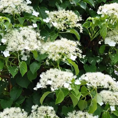 Thompson & Morgan Hydrangea Anomala Petiolaris Climbing Plant with White Summer Blooms in an 18 Litre Pot – 5
