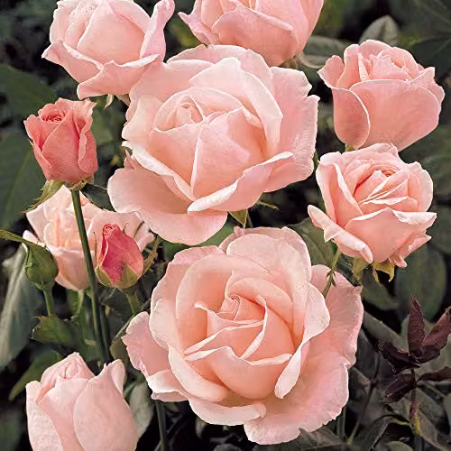 Thompson & Morgan Pink Queen Elizabeth Rose Bare Root Shrub for Ornamental Gardens – 5