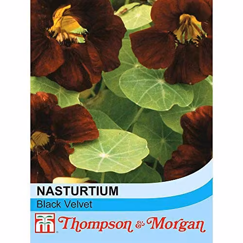 Thompson and Morgan Nasturtium Black Velvet Flower Seeds, 15 Seeds per Packet – 2