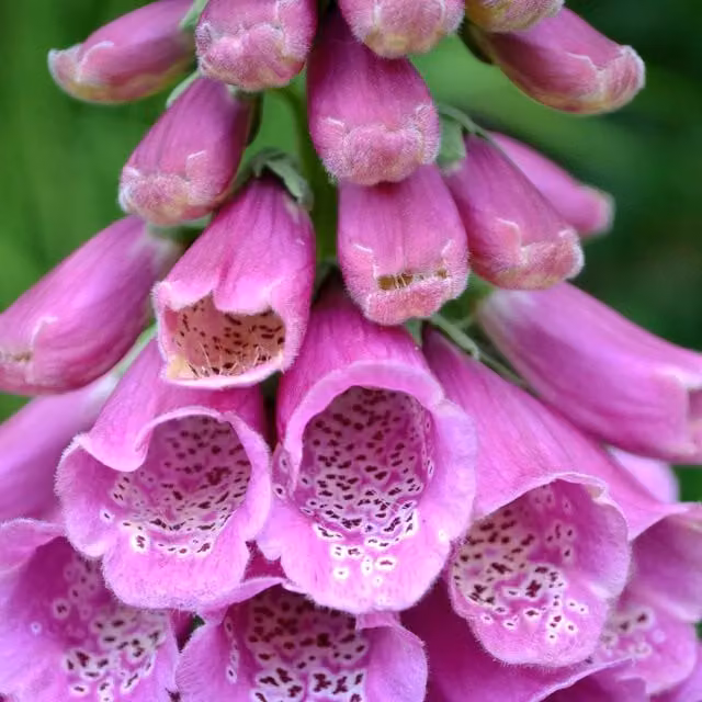 Unwins Native British Foxglove Digitalis purpurea Wildflower Seeds, 300 Seeds, Purple