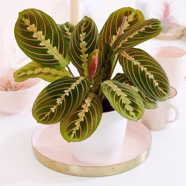 Primrose Maranta Leuconeura Fascinator Prayer Plant in a 12cm Pot, Height: 25 cm, Green Foliage with Pink and Yellow Details