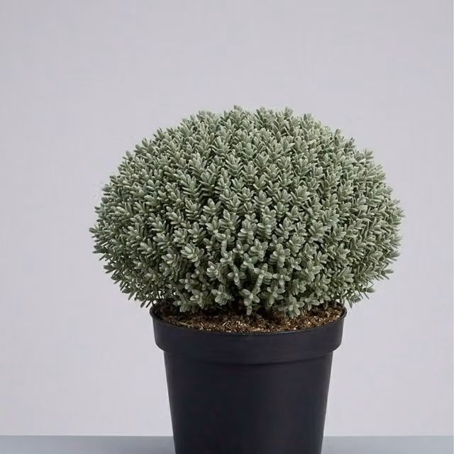 Plants By Post Hebe Sutherlandii Evergreen Ornamental Shrub, Green, Silver and White, 1L Pot