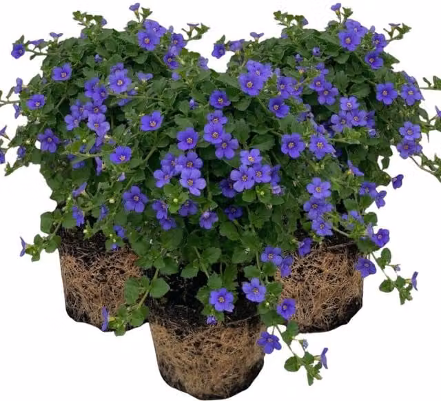 Plants By Post Bacopa Megacopa Blue Improved Ornamental Shrub, 0.3 l