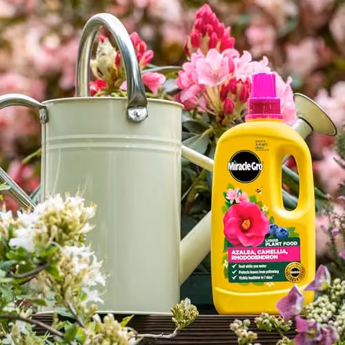 Miracle-Gro Ericaceous Liquid Plant Tonic, 0.8 l – 2