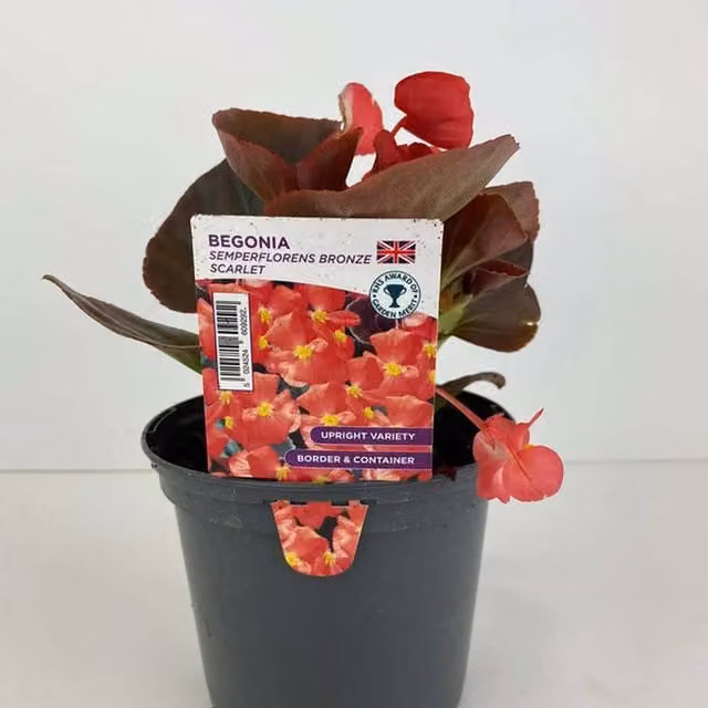 Plants by Post Scarlet Red Begonia Bronze Bedding Plant, 1L