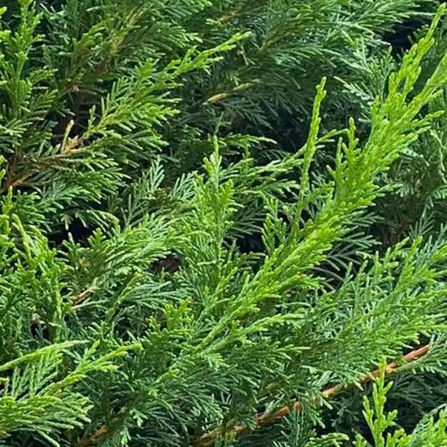 Direct Plants 5x Green Leylandii Cupressocyparis Leylandii Hedge Trees, 4-5ft, in 3L Pots