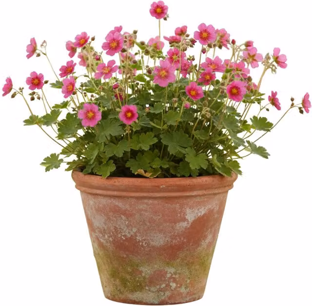 Plants by Post Potentilla Miss Willmott Pink Perennial Outdoor Plant, 2L Pot