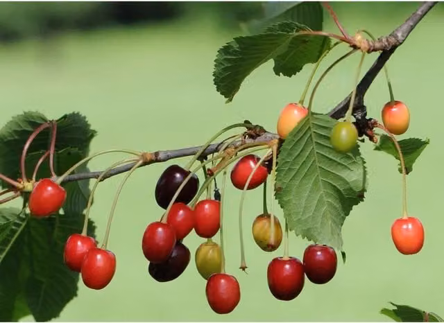 Directplants Morello Cherry Fruit Tree, 12L Pot, Height: 182.88 cm