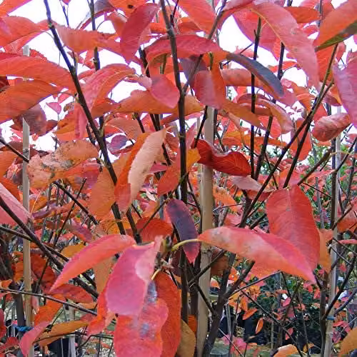 Thompson & Morgan Amelanchier Canadensis Hardy Perennial Ornamental Flowering Tree in a 3 Litre Pot