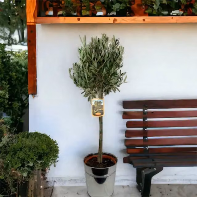 Plants by Post Large Outdoor Evergreen Olive Tree in a Silvery Green Colour with a Rustic Metal Bucket