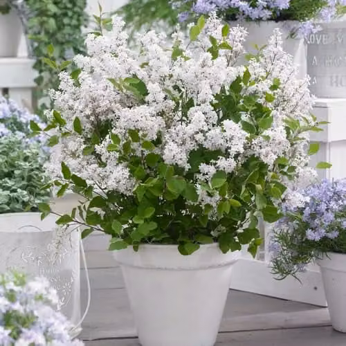 Thompson & Morgan Dwarf Lilac Flowerfesta White Syringa, Fragrant White Flowering Ornamental Shrub in 3 Litre Pot – 1