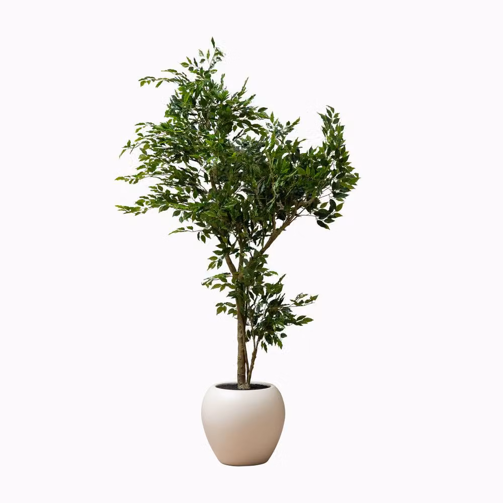 Scottish Everlastings Ltd 215 cm Ficus Tree in Green – 2