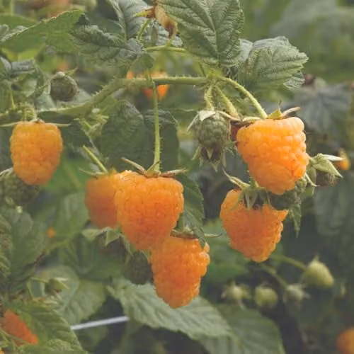 Thompson & Morgan Raspberry Duo Plant with Red and Yellow Summer Fruiting Raspberries, 2 x 5 Litre Potted Plants
