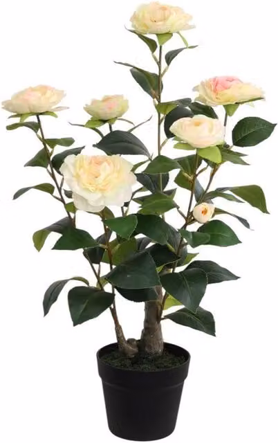 Minster Artificial Camellia Potted Plant in Green, W: 50 cm, D: 50 cm, H: 58 cm – 1