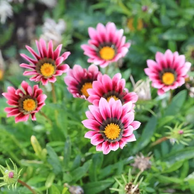 Plant Theory Set of 3 Christopher Lloyd Treasure Flower Gazania Bedding Plants in 9cm Pots, Pink and Yellow