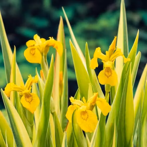 Thompson & Morgan Iris pseudacorus Variegata Marginal Aquatic Plant, 9cm Pot – 3