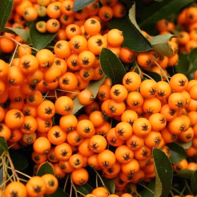 Direct Plants Pyracantha Orange Charmer Evergreen Climbing Garden Shrub