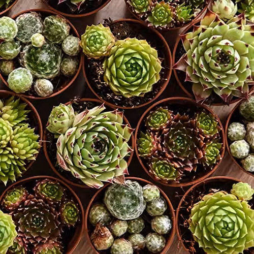 Thompson & Morgan Mixed Indoor Sempervivum Succulent Plants in Green Plastic Pots – 1