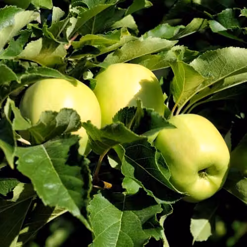 Thompson & Morgan Golden Delicious Apple Semi-Dwarf Fruit Tree, 5 Litre Potted Plant – 3